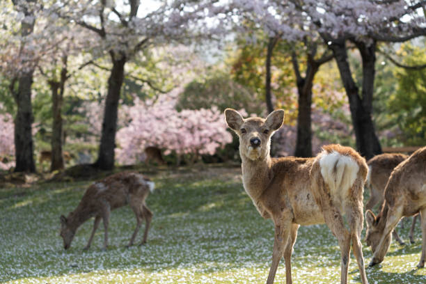istock Deer and Cherry Blossoms in Nara, Japan 1323264729