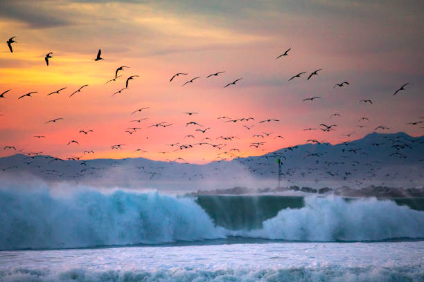Large ocean wave crashing with dramatic pink sky and sea birds and mountains in the background in California