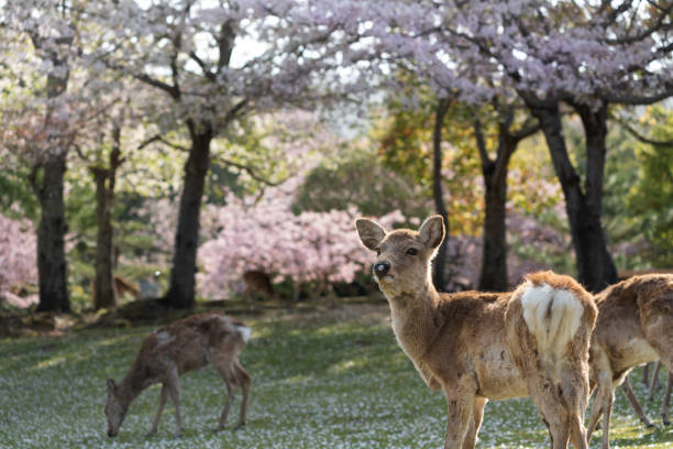 istock Deer and Cherry Blossoms in Nara, Japan 1323264830