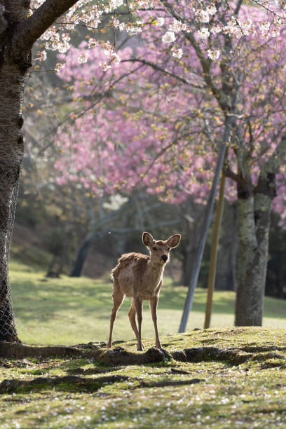 istock Deer and Cherry Blossoms in Nara, Japan 1323265400