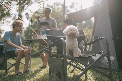 toy poodle outing with pet owner morning at camping tent sitting on camping chair