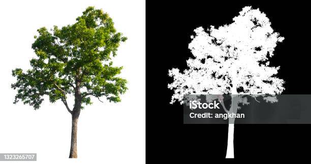 Green Tree Isolated On White Background With Post Cut Out Original Background Stock Photo - Download Image Now