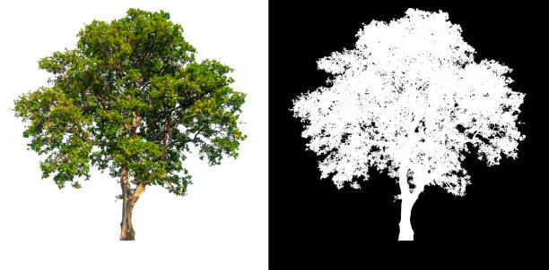 istock Green tree isolated on white background with post cut out original background 1323265709