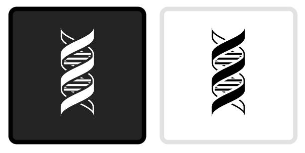 DNA Icon on  Black Button with White Rollover DNA Icon on  Black Button with White Rollover. This vector icon has two  variations. The first one on the left is dark gray with a black border and the second button on the right is white with a light gray border. The buttons are identical in size and will work perfectly as a roll-over combination. dna borders stock illustrations