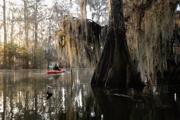 istock Kayaking at Lake Martin, Louisiana 1323273663