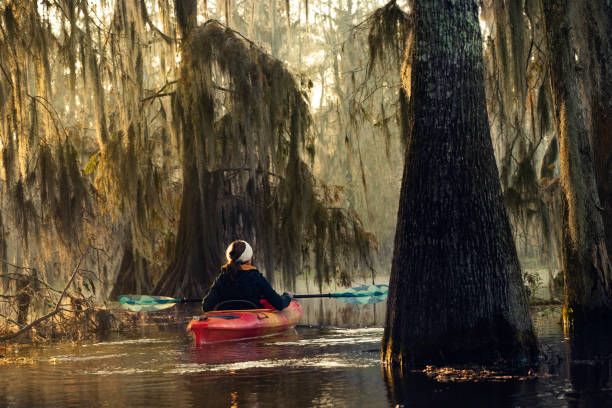 istock Kayaking through a bald cypress swamp 1323273678