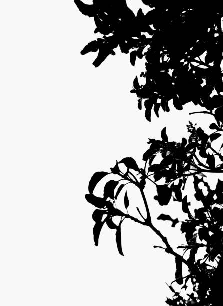 istock Tulsi Plant Created a Frame in Black and white Colour 1323274674
