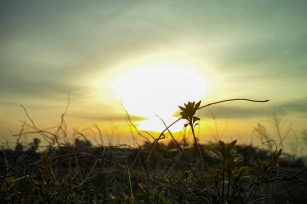 The grass is everywhere, bathed in the morning sun.