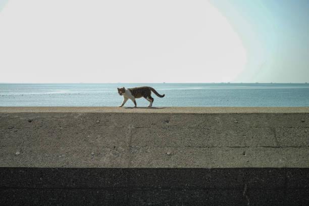 istock Cat on the bank 1323275469