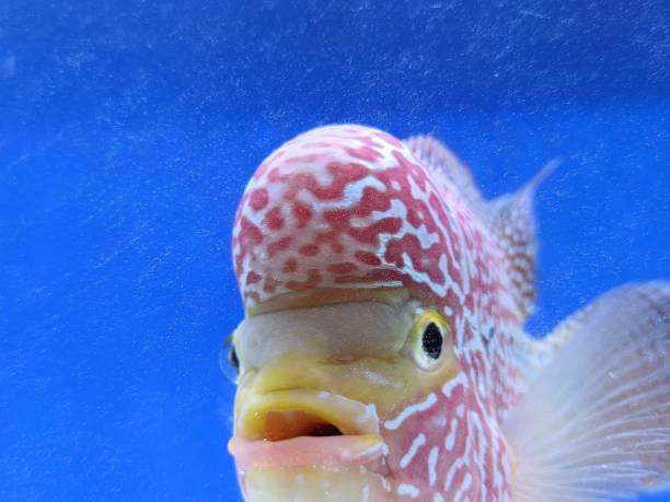istock Fish in the blue aquarium 1323277532