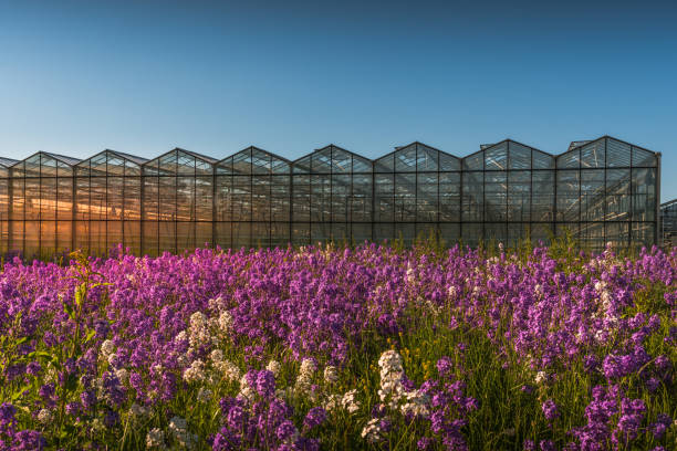 Greenhouses and flower meadow on Reichenau Island in evening light in Spring, Baden-Wuerttemberg, Germany
