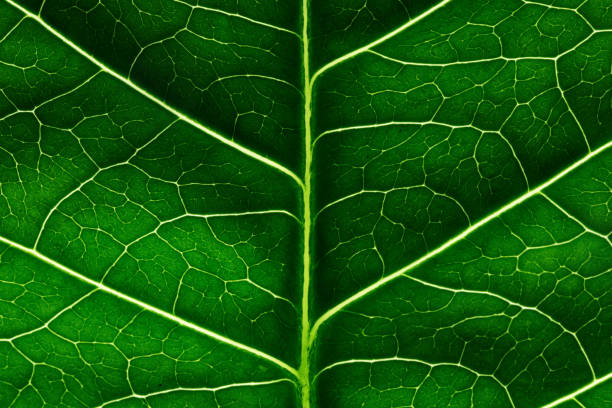 istock Leaf texture macro closeup. macro photo of green leaf 1323278319