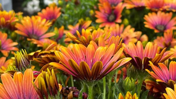 оранжевый цветок остеоспермум - 4615 стоковые фото и изображения