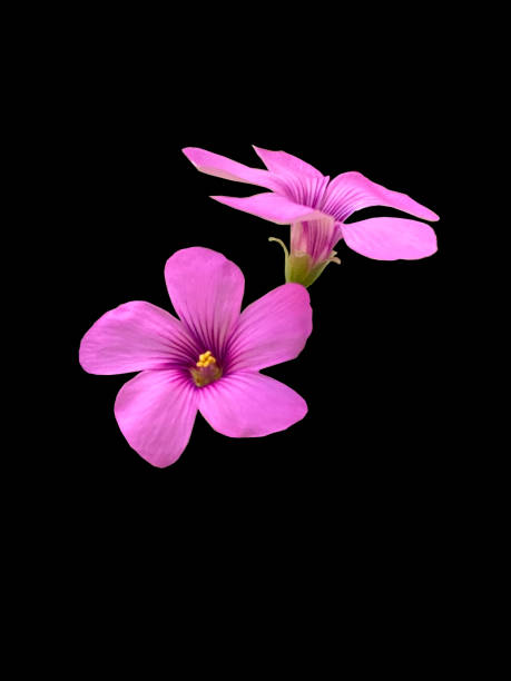 istock Pink sorrel in bloom close-up view isolated on black background 1323280627