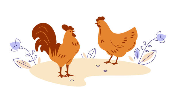 Rooster and hen. Vector illustration in flat cartoon style. Rooster and hen. Vector illustration in flat cartoon. chicken meat illustrations stock illustrations