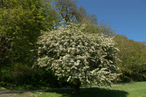 wiosna biały kwiat kwiaty na głóg drzewo (crataegus monogyna) rośnie na polu w hartland abbey na północnym wybrzeżu devon, anglia, wielka brytania - crataegus monogyna zdjęcia i obrazy z banku zdjęć