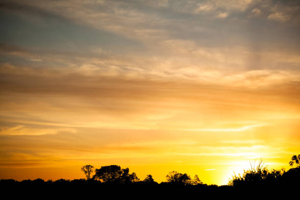 istock sunset above trees, tree silhouettes, used as background or texture 1323288418