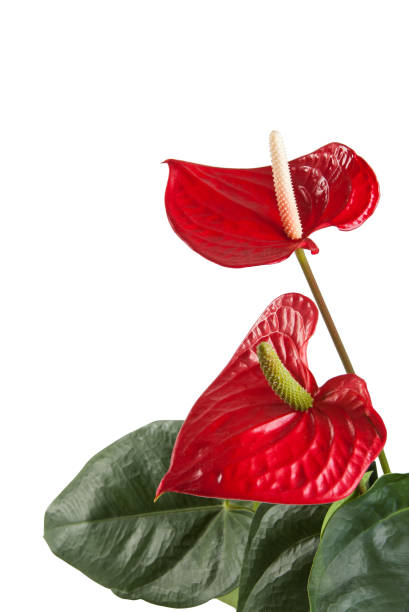 istock Red anthurium flowers isolated on white background 1323289491