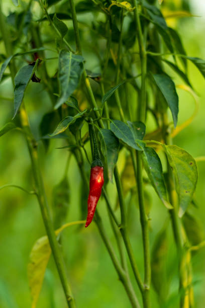 istock Spicy red pepper is cultivated in large quantities in the Asia 1323290334