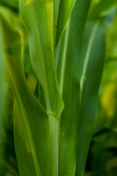 istock Green leaves are quite sharp and this grass animal feed 1323291132