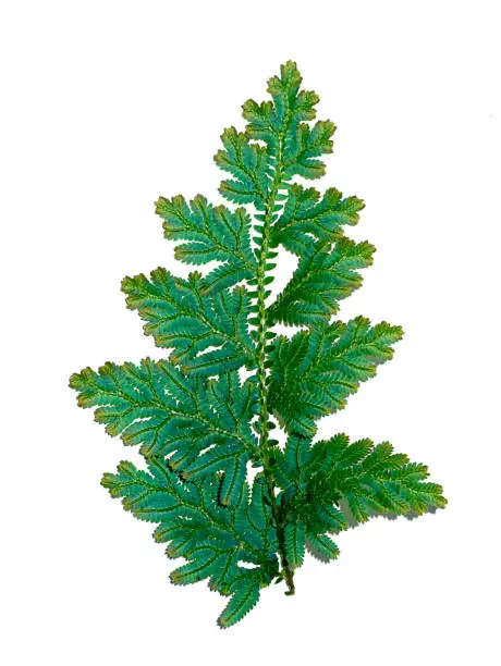 Photo of Close up Selaginella kraussiana fern leaf.