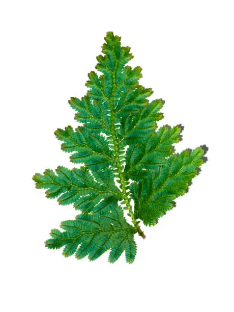 Photo of Close up Selaginella kraussiana fern leaf.