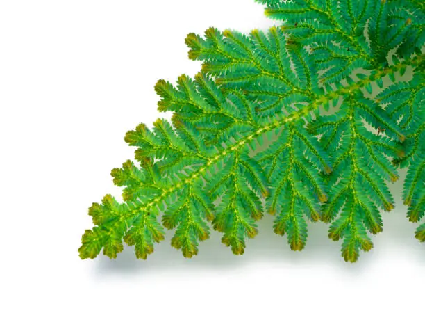 Photo of Close up Selaginella kraussiana fern leaf.