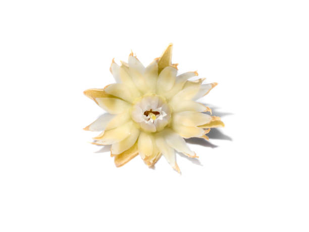 istock Close up Spanish Cherry flower on white background. 1323292291