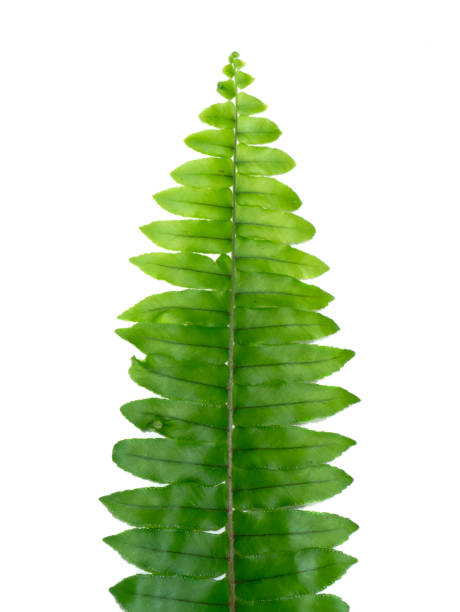 istock Close up Boston Fern leaf on white background 1323292295