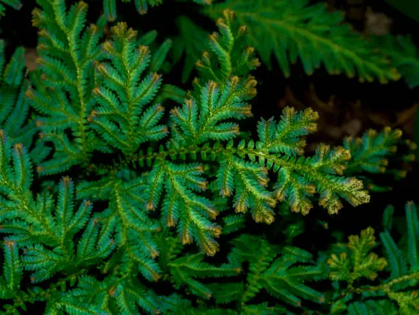 Photo of Close up Selaginella kraussiana fern leaf