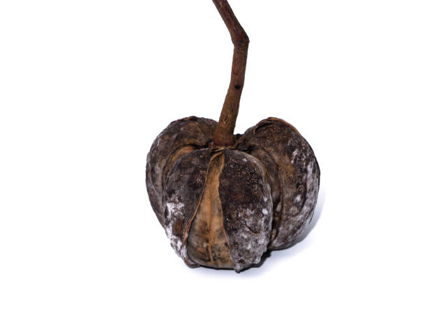 istock Close up of Rubber seed on white background 1323292353