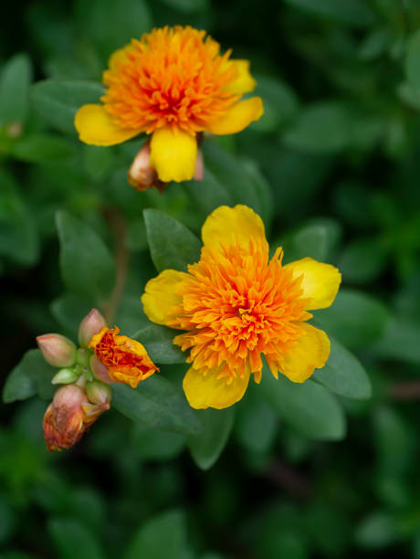 istock Close up of Portulaca flower 1323292496