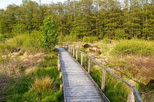 Hiking trail on wooden boardwalks through the Todtenbruch Moor in the Raffelsbrand region in the Eifel region.