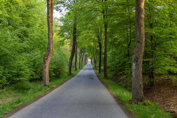 istock Road in the Eifel region with beech trees on both sides 1323293805