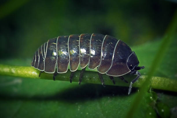 Cellar louse at eye level