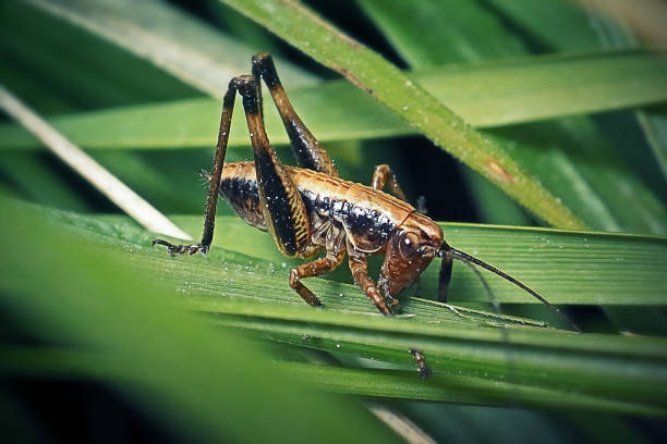 istock Pholidoptera griseoaptera Dark Bush-Cricket Nymph Insect 1323294943