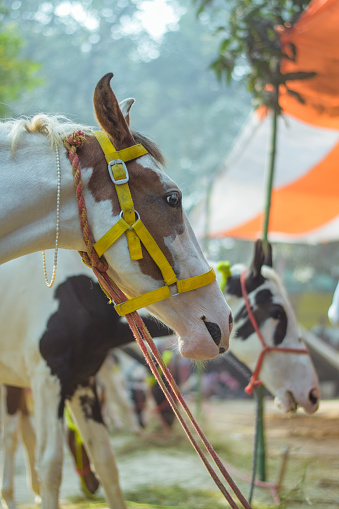 Retrato de hermoso caballo en la feria de ganado de Sonepur photo