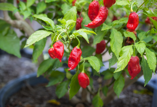 Close-up of ghost pepper (Bhut jolokia) growing in a farm