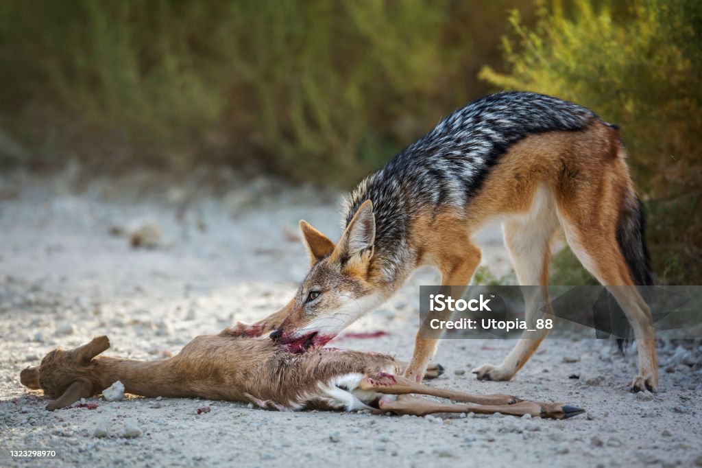 Chó rừng lưng đen trong công viên kgalagadi transfrontier, Nam Phi - Trả phí Bản quyền Một lần Bioreserve Bức ảnh sẵn có