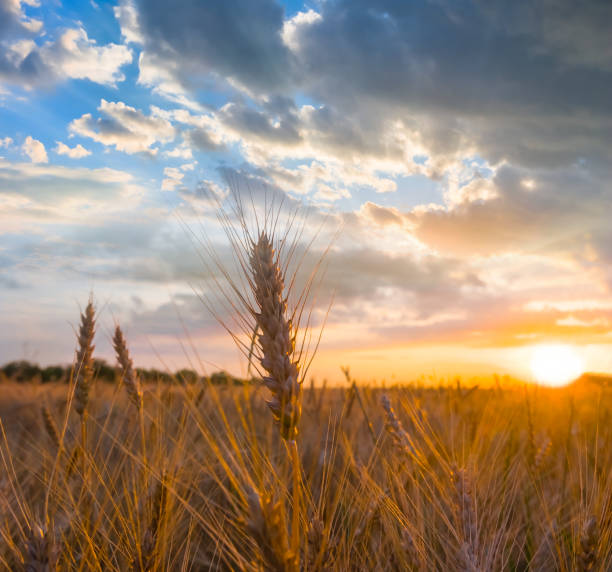 istock summer wheat field at the sunset, rural agricultural background 1323300965