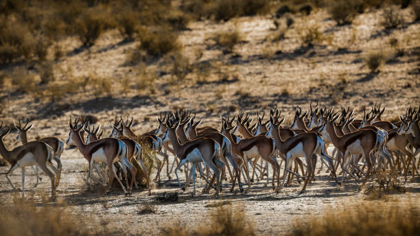 istock Springbok in Kgalagadi transfrontier park, South Africa 1323302751