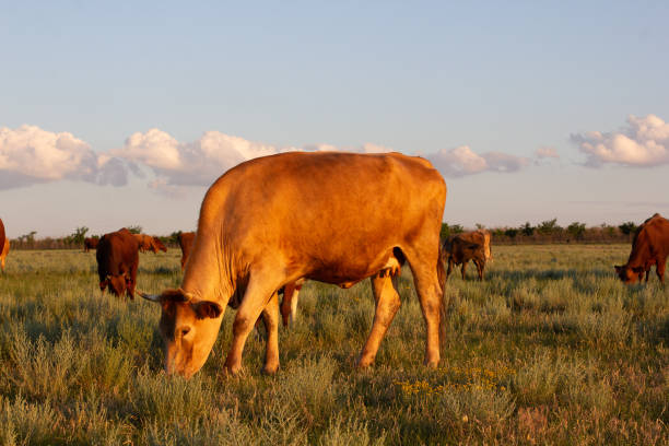 istock Two cows eating grass in a field after harvest season during sunset. 1323303647