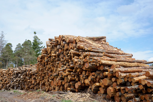 Chopped wood logs for sale use in fire place at home stored on forest woods green biomass energy UK