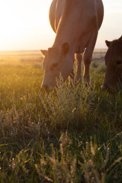 일몰 먹는 잔디에 소 - guernsey cattle 뉴스 사진 이미지