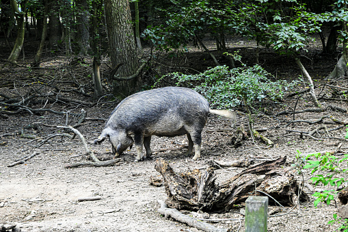 The Mangalica (also Mangalitsa or Mangalitza) is a Serbian and Hungarian breed of domestic pig that belongs to Endangered Species. The Mangalica pig has a thick, curly coat of hair. It was developed in the mid-19th century by crossbreeding Hungarian breeds from Nagyszalonta and Bakony with the European wild boar and the Serbian Šumadija breed.