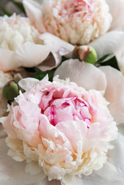 istock Peony flowers as a natural background 1323304683