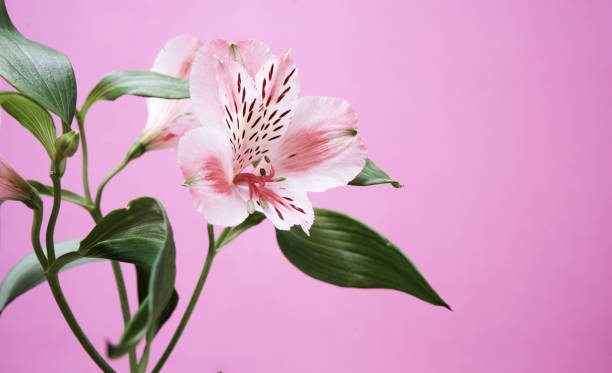 istock Alstroemeria fresh flower on a pink background, banner with copy space 1323304801
