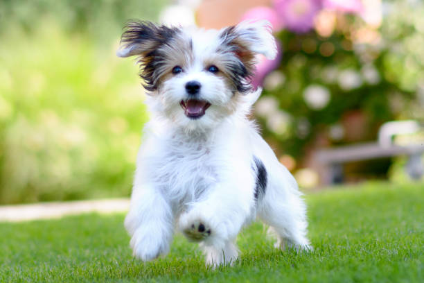 istock Cute, happy puppy running on summer green grass 1323306331