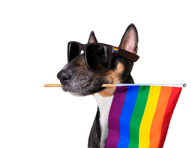 chien de la fierté gaie - symbols of peace flag gay pride flag banner photos et images de collection