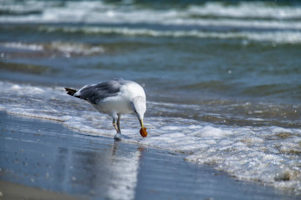 istock Sea gull found a treat on the seashore (Larus marinus) 1323306802